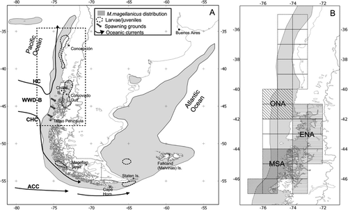 Figure 1 A, Geographic distribution range of Macruronus magellanicus around South America and main oceanic currents in the SE Pacific. B, Study area showing the 1×1° cells and specific geographical domains used to compute SSTA averages along the Chilean coast. WWD-B = west wind drift bifurcation, HC = Humboldt Current, CHC = Cape Horn Current, ACC = Antarctic Circumpolar Current, ONA = oceanic nursery area (hypothetical), ENA = estuarine nursery area, MSA = main spawning area.