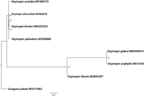 Figure 1. Maximum-likelihood phylogenetic tree for Oxytropis aciphylla Ledeb. based on complete chloroplast genomes of seven species in family Leguminosae, with Caragana jubata as the outgroup. The numbers to the right of the branches are bootstrap support values. At the bottom of the figure is the distance scale of phylogenetic tree.