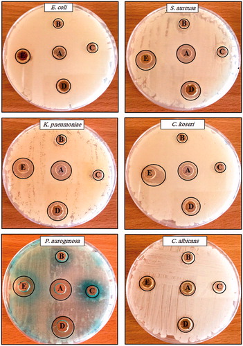 Figure 7. Antimicrobial activity assay of silver nanoparticles against different pathogens by the well diffusion method. (A) Amoxicillin/or fluconazole (B) Catharanthus roseus leaf extract, (C) silver nitrate, (D) synthesized silver nanoparticles at 100 μg mL−1, and (E) synthesized silver nanoparticles at 200 μg mL−1. Antibiotic amoxicillin at concentration 30 μg mL−1 was used as a control for all tested bacteria while, fluconazole at concentration 5 μg mL−1 was used as a control for Candida albicans.