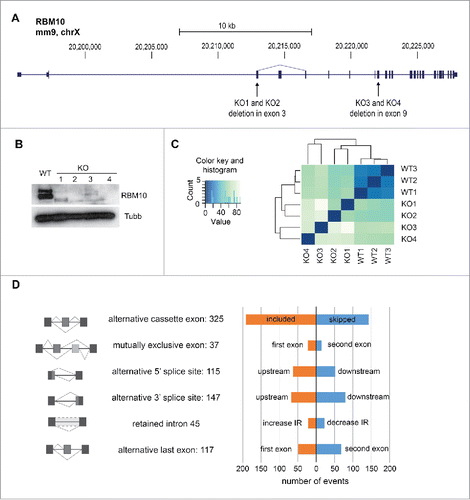 Figure 4. Alternative splicing changes in RBM10 KO mandibular cells. (A) Structure of the RBM10 gene indicating the position of the deletions in exon 3 and exon 9, respectively, generated using CRISPR technology. (B) Western blot showing the absence of RBM10 protein isoforms in 4 independent KO cell lines. (C) Heatmap showing the Euclidean distances between the RNA-seq samples as calculated from the variance stabilizing transformation of the count data using DESeq. Darker blue colors indicate more similar pattern of expression. The count data was obtained after mapping and transcript quantification using Sailfish.Citation30 (D) Summary of the splicing changes observed in the 4 RBM10 KO md cells compared to WT. Splicing analysis was carried out using SUPPA software.Citation32