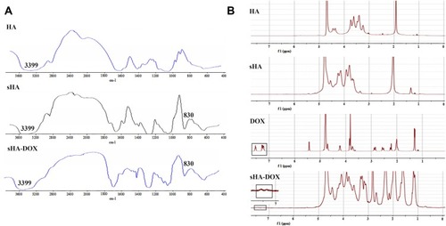Figure 3 (A) IR spectra of HA, sHA and sHA-DOX Polymers, (B) 1H NMR spectra of HA, sHA, DOX and sHA-DOX Polymers in D2O.Abbreviations: HA, hyaluronic acid; sHA, sulfated hyaluronic acid; DOX, doxorubicin; IR, infrared spectroscopy; NMR, nuclear magnetic resonance.