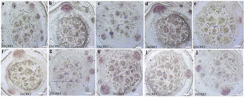 Figure 2. Spatial expression pattern of CRK genes during rice crown root primordia development. (aj) Tissue-specific expression pattern of OsCRK1 (a,b), OsCRK2 (c,d), OsCRK3 (e,f), OsCRK4 (g,h), and OsCRK5 (i,j) during CRP development, hybridized with anti-sense DIG-RNA probe. Bars: 20 µm