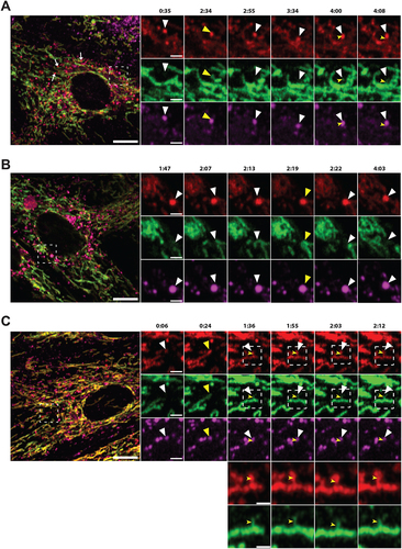 Figure 6. Airyscan FAST imaging of live galactose adapted mCherry-EGFP-SYNJ2B-TM H9c2 cells stained with LysoView 650 reveals transient contact and transfer between the mitochondrial network and red-only dots. (A) Full frame of video S3 at time 0:35 with zoomed-in area indicated (white box) for the selected time points (small panels, right). White arrows in the full frame show examples of red-only dots in close proximity with tubular mitochondria. White arrowheads in the small panels highlight a red-only dot approaching and contacting the mitochondrial network, producing a brief colocalized signal (yellow arrowheads) around time 2:34. At time 2:55, EGFP fluorescence has diminished, and the structure again appears red-only (white arrowheads). In subsequent frames, small protrusions of EGFP fluorescence (notched yellow arrowheads at time points 4:00 and 4:08) can be seen upon close inspection to extend from the mitochondrion and into the red-only dot, and then rapidly disappear (see also video S3). (B) Full frame of video S4 at time 1:47 with zoomed-in area indicated (white box) as in (A). White arrowheads indicate a red-only dot approaching the mitochondrial network from time point 2:07. The EGFP signal remains detectable within the red-only dot for a few seconds around time 2:19 (yellow arrowheads) and then disappears around time point 2:22 (see also video S4). (C) Full frame of video S5 at time 0:06 with zoomed-in area indicated (white box) as in (A) and (B). White arrowheads indicate a red-only dot which encounters a tubular mitochondrion from time point 0:24 (yellow arrowheads). In subsequent frames, small protrusions of EGFP fluorescence can be seen to extend into the red-only dots (notched yellow arrowheads at time 1:36, 1:55, 2:03, and 2:12). An enlarged partial view (white boxes) of the mCherry and EGFP channels is shown below each time point. Scale bars: 10 μm (full frames), 2 μm (small panels), and 1 μm (enlarged views).