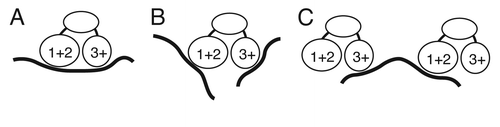 Figure 6 Models for Bru binding. (A) combinatorial binding: different RNA binding domains of Bru interact with extended binding sites in the same substrate RNA. (B) Independent binding: different RNA binding domains interact with different substrate RNAs. (C) Bridging binding: different molecules of Bru bind to the same substrate RNA. For simplicity, the possible third Bru RNA binding domain identified from the Bru selection is not shown, as its position in the protein is unknown.