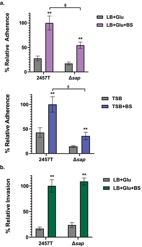 Figure 3. Analysis of the ∆sap mutant in adherence to and invasion of HT-29 epithelial cells. Infection analyses were performed following bacterial subculture in LB media supplemented with glucose (glu), with or without bile salts (BS), as well as TSB media with or without bile salts. The average percent recoveries ± standard error of the mean from three biological replicates are plotted relative to the recovery rate for 2457T from the bile salts subcultures (set at 100%). (a) In adherence assays following subculture in either LB + glu ± BS or TSB ± BS, the adherence rates were induced for both wild type 2457T and the Δsap mutant following bile salts exposure (**, p < 0.005). However, the Δsap mutant had lower adherence following subculture in bile salts compared to 2457T in the same condition (ǂ, p < 0.005). There were no significant differences in adherence between 2457T or the Δsap mutant following subculturing in media without bile salts. While there is a decrease in adherence in the Δsap mutant relative to 2457T following TSB subculture without bile salts, the difference was not statistically significant. (b) For invasion, there were no significant differences between 2457T and the Δsap mutant following subculture in LB + glu ± BS. Both strains had significant increases in invasion following exposure to bile salts (**, p < 0.005).