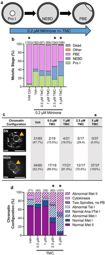 Figure 5. PP1 inhibition enhances NEBD, reduces M-phase exit, and causes meiotic abnormalities in oocytes in culture conditions that allow partial maintenance of prophase I arrest. (a) Schematic representation of the experimental design. Prophase I oocytes were washed into medium containing 0.2 µM milrinone and increasing amounts of TMC (0.5–5 µM) or vehicle control (0.1% DMSO) for 16 h; under these culture conditions, ~65% of oocytes will undergo the G2/M transition, exiting from prophase I arrest. (b) Graphical representation of meiotic stage based on phase microscopy at 16 h into culture. IVM Ctrl oocytes were cultured in milrinone-free medium. Bar graph shows the percentages of oocytes at each meiotic stage. n = 87–182 oocytes over 4–7 replicates. * denotes a significant difference from Veh control oocytes (Fisher’s exact test). The number of oocytes at each meiotic stage is shown in Supplemental Table 2. (c) Table of the numbers and percentages of prophase I oocytes with SN or NSN morphology, with representative images of SN and NSN DNA morphology. Orange arrow points to the nucleolus and scale bar = 10 µM. n = 37–65 oocytes over 4–7 replicates. * denotes a significant difference from Veh control oocytes (Fisher’s exact test. (d) Graphical representation of the meiotic stage and DNA morphology of oocytes at 16 h into culture. Solid colors represent normal DNA morphology for the meiotic stage, and hatched colors represent abnormal DNA morphology for the meiotic stage. n = 38–107 oocytes over 4–7 replicates. For all bar graphs, * denotes a significant difference from Veh control oocytes (Fisher’s exact test).