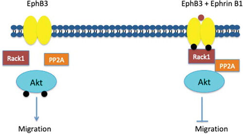 Figure 3. Upon binding with Ephrin B1, EphB3 forms a tertiary complex with Rack1, PP2A and Akt, which prevents the phosphorylation of Akt and subsequent migration (adapted from [Citation104]).