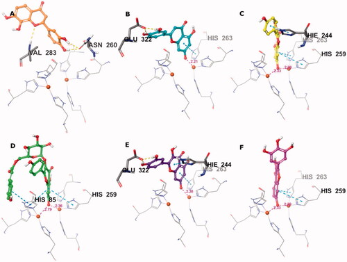 Figure 4. Predicted binding mode of compounds 4 (A), 17 (B), 26 (C), 32 (D), 35 (E), and 41 (F) in the tyrosinase active site. Compounds are represented as colour stick balls, interacting tyrosinase residues as grey sticks, Cu2+ as orange spheres, their histidine ligands as wireframes, and binding interactions as colour dashed lines. The distances between Cu2+ and interacting atoms are shown in Å.