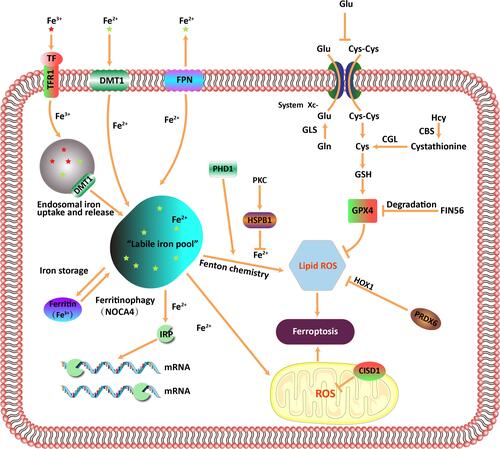 Figure 1 Main regulatory mechanism of ferroptosis. Iron homeostasis, and lipid peroxidation metabolism are core regulators of ferroptosis.