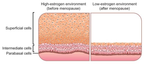 Figure 1 Influence of estrogen on the vaginal epithelium.