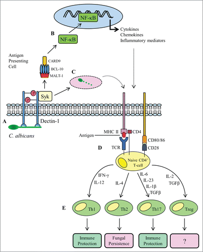 Figure 1. Overview of adaptive T-cell responses to Candida albicans infection. A fungal PAMP (β-glucan) engages with the PRR dectin-1 (A), stimulating receptor phosphorylation and recruitment of the spleen tyrosine kinase (SYK). The association of dectin-1 with SYK activates assembly of the CARD complex (CARD9, BCL-10 and MALT-1), which stimulates nuclear translocation of the transcription factor NF-κB (B). The NF-κB transcription factor drives the expression of pro-inflammatory cytokines and co-stimulatory molecules required during antigen presentation. As well as signaling and gene transcription, activation of dectin-1 and recruitment of SYK triggers phagocytosis of C. albicans (C). The phagocytosed fungus is degraded in the phagocytic compartment and fungal antigens are loaded onto MHC II molecules for presentation to naive CD4+ T-cells. Recognition of antigen by a T-cell receptor (TCR) in the presence of co-stimulation from CD28 and CD80/86 (D) is followed by cytokine-directed polarization to one of the 4 known Th subsets (E). Th1 and Th17 cellular responses confer immune protection, whereas Th2 responses are considered refractory to fungal clearance.