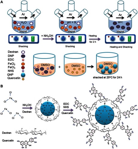 Figure 1 The steps of QNPs synthesis. (A) The schematic picture of DNPs and QNPs synthesis; DNPs were prepared using chemical co-precipitation method and in the presence of dextran; and Qu was conjugated to DNPs with helping EDC and NHS as linkers. (B) The chemical pathway of DNPs and QNPs synthesis.