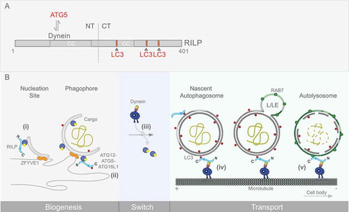 Figure 1. RILP domain organization and sequential roles in the autophagy pathway. (A) RILP domain organization and interactors are shown. The RILP N terminus interacts with cytoplasmic dynein, while the C terminus binds the late endosomal marker, RAB7. Our work also shows RILP to interact with ATG5 on phagophore membranes, and with LC3 on autophagosomes. Three C-terminal LC3-interacting regions (LIRs) were identified, and are depicted. (B) RILP roles at different stages in autophagy progression are shown. Nucleation, expansion of the phagophore membrane and maturation of the autophagosome are depicted. RILP is detected on nascent as well as more fully formed phagophore membranes, associated with ATG5 (i, ii). RILP persists on mature autophagosomes, linked through LC3 (iii, iv). RILP remains associated with AP-LE membranes through LC3 and RAB7 (v), until lysosomal fusion. This pathway is activated by MTOR regulation of RILP expression and distribution, and is required for autophagic clearance.