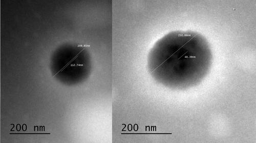 Figure 3 TEM image of F2- NPs (see Table 1 for F2 composition).