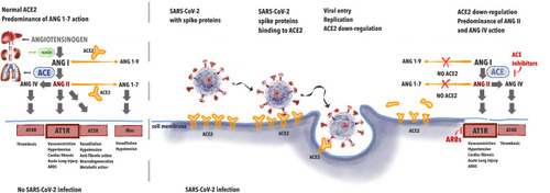 Figure 1 The effects of renin-angiotensin system during SARS-CoV-2 infection.