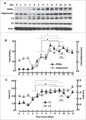 Figure 4. Kinetics of FoxO1-regulated protein expression during adipogenesis. (A) Western blots showing the expression of PPARγ, adiponectin, mitochondrial proteins C1 and C3. β-actin was probed as the loading control. (B) Densitometric analysis of western blot images for PPARγ and adiponectin with NIH ImageJ software. (C) Densitometric analysis of protein gel blot images for C1 and C3 with NIH ImageJ software. n = 3−5. * P < 0 .05; NS, not significant.