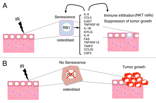 Figure 1. Cancer cell-extrinsic oncosuppressive functions of RB1. (A) The irradiation of osteoblasts with functional retinoblastoma 1 (RB1) results in the emission of an alarm signal that comprise (among other molecules) interleukin (IL)-1β, IL-6 and IL-8. This signal reinforces senescence in an autocrine or paracrine fashion, but also recruits immune cells, including natural killer T (NKT) cells. (B) In osteoblasts lacking RB1 irradiation fails to induce the secretion of IL-6 and the consequent recruitment of NKT cells, hence favoring oncogenesis.