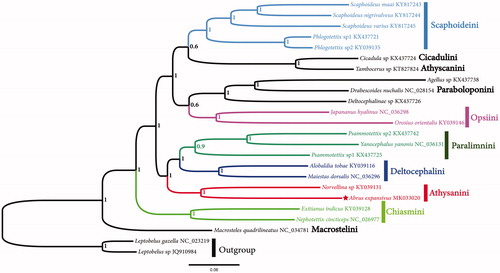 Figure 1. Phylogenetic analyses of Abrus expansivus based on the concatenated nucleotide sequences of the 13 PCGs of 24 species. The analysis was performed using MrBayes software. Numbers at nodes are bootstrap values. The accession number for each species is indicated after the scientific name.