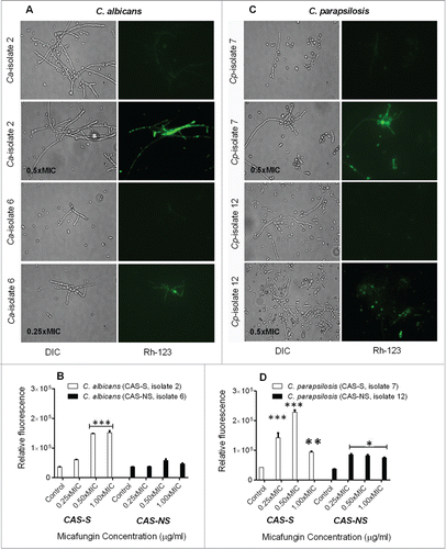 Figure 4. Measurement of depolarization of mitochondrial membrane potential by Rh-123 in C. albicans and C. parapsilosis sessile cells treated with MICA. Fluorescence images and relative fluorescence of CAS-S and CAS-NS strains of C. albicans (A, B) stained with Rh-123. Fluorescence images and relative fluorescence of CAS-S and CAS-NS strains of C. parapsilosis (C, D) stained with Rh -123. DIC: differential interference contrast; Ca: C. albicans; Cp: C. parapsilosis; C: untreated control. *P < 0.05; **P < 0.001; ***P < 0.0001 (compared with untreated control).