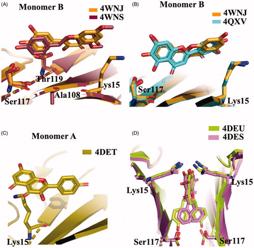 Figure 5. Structural analysis of quercetin (4WNJ), pterostilbene (4WNS), kaempferol (4DET), naringenin (ADEU), and Chrysin (4DES) in complex with TTR. (A) Comparison between QUE pterostilbene crystal structures. (B) Superposition between QUE and LUT crystal structures. C Graphic representation of TTR-KAE crystal complex. (D) Superposition between NAR and CHR crystal structures.