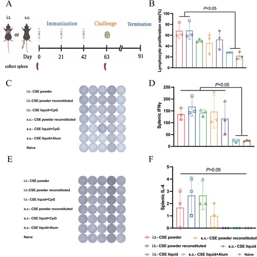 Figure 4. Antigen-specific T cell immune and lymphocyte proliferation responses in mice immunized with different CSE vaccines. (A) Schematic timeline of immunization, challenge, and spleen collection. (B) T lymphocyte proliferation assay. (C, E) ELISPOT and antigen-specific Biosys Bioreader 7000 determinations of (C) IFN-γ and (E) IL-4. (D, F) Antigen-specific measurements of (D) IFN-γ and (F) IL-4.