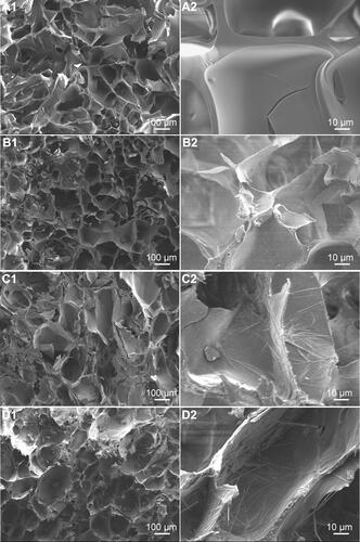 Figure 3 SEM images of 0m-HANFs/GelMA (A1 and A2), 5m-HANFs/GelMA (B1 and B2), 15m-HANFs/GelMA (C1 and C2) and 25m-HANFs/GelMA (D1 and D2) composite hydrogels.