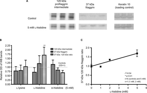 Figure 1 L-histidine increases filaggrin protein formation in confluent human (HaCaT) keratinocyte monolayers. (A) Representative Western blots showing a decrease in 120 kDa filaggrin and an increase in 37 kDa filaggrin formation after treatment with L-histidine. (B) L-lysine and D-histidine had no significant effect on filaggrin protein expression while L-histidine increased the 37 kDa to 120 kDa filaggrin ratio (P<0.01), as compared to controls. (C) L-histidine increased the 37 kDa:120 kDa filaggrin ratio in a dose-dependent manner (R2=0.54, P<0.01). Error bars represent mean ± SD, where n=6. All bands were standardized to housekeeping protein keratin 10 loading control. **p<0.01.
