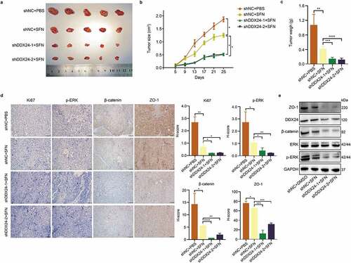 Figure 5. DDX24 knockdown elevates sorafenib-mediated inhibition of HCC growth in vivo. (a-c) Representative images of xenograft tumors derived from BALB/c nude mice (a) subcutaneously injected with DDX24 knockdown and negative control Hep3B stable cells, and administration with PBS or SFN (60 mg/kg) orally once daily. The tumor volume (b) and weight (c) were measured (N = 5). (d) Representative IHC staining of Ki67, p-ERK, β-catenin and ZO-1 from tumor sections, and representative qualification was shown in the right panel. Scale bar = 100 μM. (e) The expression of DDX24, ERK, p-ERK, β-catenin and ZO-1 in tumor xenografts was tested by western blot analysis. GAPDH was used as the loading control. The results were shown as means ± SD, *p < .05, ** p < .01, *** p < .001, *** p < .0001; n. s., not significant.