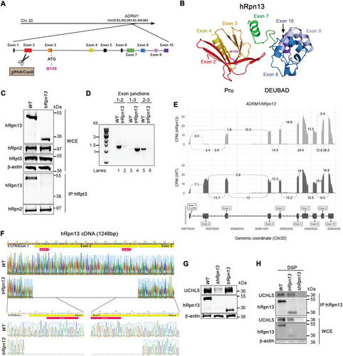 FIG 1 Generation of a cell line expressing truncated hRpn13 (trRpn13) competent for binding UCHL5 but not proteasome. (A) Schematic representation of the hRpn13-expressing ADRM1 gene highlighting and labeling each forward strand exon, including noncoding exon 1 and gRNA-targeted exon 2. Exons 3 to 10, as well as the ATG codon in exon 3 encoding M109, are also indicated. (B) Structure of hRpn13 (PDB 2KR0) highlighting exons of the ADRM1 gene colored as displayed in panel A. Exons 1 to 4 and 8 to 10 express the hRpn13 Pru and DEUBAD domains, respectively, with exon 7 yielding a helix that bridges these two structural domains. Exons 5 and 6 express parts of the protein that are intrinsically disordered and are omitted from this figure. The side chain heavy atoms are displayed (pink) for M109, which is located at the end of a helix encoded by exon 3. (C, top) Whole-cell extract from HCT116 (WT) or trRpn13 cells was resolved and analyzed by immunoprobing for hRpn13, hRpn2, or hRpt3, as indicated, with β-actin used as a loading control. (Bottom) Proteasomes from WT or trRpn13 whole-cell extract were immunoprecipitated (IP) with anti-Rpt3 antibodies and immunoprobed for hRpn13 or hRpn2 as a positive control. (D) Total RNA from HCT116 (WT) or trRpn13 was reverse transcribed to cDNA and subjected to PCR for evaluation with primers targeting the indicated ADRM1 exon junctions. PCR products were run on a 1% agarose gel and visualized by SYBR safe DNA gel stain. (E) Sashimi plot depicting normalized coverage for the ADRM1 gene that expresses hRpn13 in HCT116 trRpn13 or WT cells. (Top) Counts-per-minute (CPM)-normalized expression is shown along the y axis for the length of the gene along the x axis. Reads spanning splice junctions are depicted as arcs annotated with CPM-normalized counts. (Bottom) Schematic of the primary transcript (ENST00000253003) for the gene from the Ensembl database, version 75, with exons shown as boxes, introns shown as lines, and arrows indicating the direction of transcription. Numbers at the bottom denote the chromosomal coordinates along chromosome 20. (F) Sanger sequencing analysis of hRpn13 cDNA from WT or trRpn13 cells denoting the location of the two sgRNAs (red arrows), 5′ UTR, which includes exon 1 (gray arrow), and protein-coding exon 2 and exon 3 (yellow bars). An expansion is included in the lower panel showing the 5′ and 3′ portions from the deletion of exon 2. This image was generated by using Geneious. (G) Lysates from WT, ΔhRpn13, or trRpn13 cells were immunoprobed for UCHL5, hRpn13, or β-actin (as a loading control). (H) Lysates from WT, ΔhRpn13, or trRpn13 cells treated for 30 min with the cross-linker DSP were subjected to immunoprecipitation with anti-Rpn13 antibodies, and the immunoprecipitants were immunoprobed for UCHL5 or hRpn13 as indicated. Immunoblots of the whole-cell extract (WCE) are included as indicated in the lower panels for UCHL5, hRpn13, or β-actin (as a loading control).