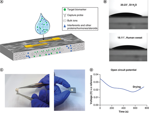 Figure 2. Sensor characterization.(A) Schematic depicting the wicking of sweat with target biomarkers (cortisol and TNF-α) on the nanoporous membrane, highlighting selective molecular confinement, (B) Contact angle studies using DI water (top) and human sweat (bottom) on membrane, (C) Sensor pictures to highlight flexibility of platform and sensor prototype with case and (D) Open circuit potential for electrochemical stability.DI: De-ionized.