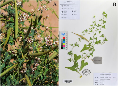 Figure 1. (A) Image of Cynanchum acutum subsp. sibiricum. (B) Herbarium of Cynanchum acutum subsp. sibiricum (stems twining, glabrous. leaf blade hastate, 4-6 × 3-4.5 cm, base auriculate, apex long acuminate).