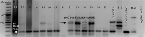 Figure 4. BaSS-PCR products showing the amplification of a 500 bp B. abortus IS711 specific element product in the alkB locus, and a 180 bp eryCD locus product that is common to all Brucella except B. abortus S19 strains. Lane L1-L7 - lymph nodes, Lane S1-S7 - spleen, thereafter, positive, and negative controls.