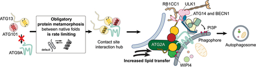 Figure 1. Metamorphosis of ATG13 and ATG101 in human autophagy initiation. the assembly of the ATG9A-ATG13-ATG101 subcomplex requires the metamorphosis of ATG13 and ATG101. Since this metamorphosis is slow, this unusual mechanism introduces a rate-limiting step in the assembly of the ATG9-ATG13-ATG101 complex. Once formed, the ATG9A-ATG13-ATG101 complex forms the interaction hub for the recruitment of all autophagy initiation subcomplexes to create a stable super-complex. The interaction of ATG2A with the ATG9A-ATG13-ATG101 and WIPI4 cooperatively enhances both its vesicle tethering and lipid transfer activities.