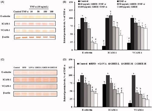 Figure 2. Effect of GBEE on the protein levels of E-selectin, ICAM-1, and VCAM-1 in EA.hy926 cells and SD rats. EA.hy926 cells were pre-treated with 10, 50 or 100 μg/mL GBEE for 8 h and then stimulated with or without 10 ng/mL TNF-α for 3 h. EA.hy926 cells treated with alcohol served as the control group. SD rats receiving a HFD were subdivided into the GBEE-L, GBEE-M, and GBEE-H, and control groups and orally administered 4, 8 or 16 mg/kg BW GBEE or 40 mg/kg BW LOVA as a positive control, respectively. Immunoblot assays were performed to analyze the expression levels of E-selectin, ICAM-1, and VCAM-1 in the EA.hy926 cells (A) and the thoracic aorta (C). Quantifications of the data are shown in (B) and (D). The data are expressed as the means ± SDs of three independent experiments. abThe values are significantly different those of the other groups, as determined by Duncan’s test (p < 0.05).