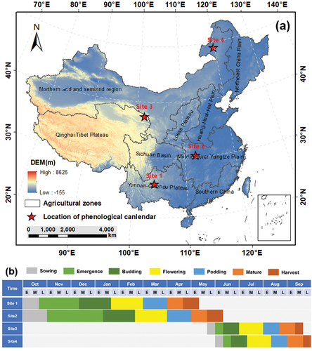 Figure 1. (a) Study area and distribution of rapeseed phenological calendar. (b) Phenological calendar of rapeseed in four typical sites. “E, “M,” and “L” represent the early, middle, and late periods of the month, respectively.