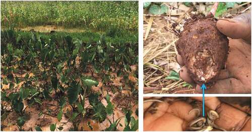 Figure 5. A flooded farm of taro and corn in Kiko (left) and taro damaged by millipedes in Kabirundu (right)