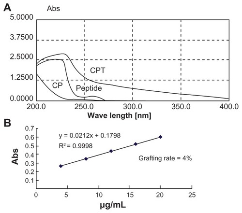 Figure 3 (A) Whole band ultraviolet scanning of chitosan-linked polyethylenimine, peptide, and chitosan/polyethylenimine/peptide complex. (B) The grafting rate of the chitosan/polyethylenimine/peptide complex.Abbreviations: Abs, absorbance; CP, chitosan-linked polyethylenimine; CPT, chitosan/polyethylenimine/peptide complex.