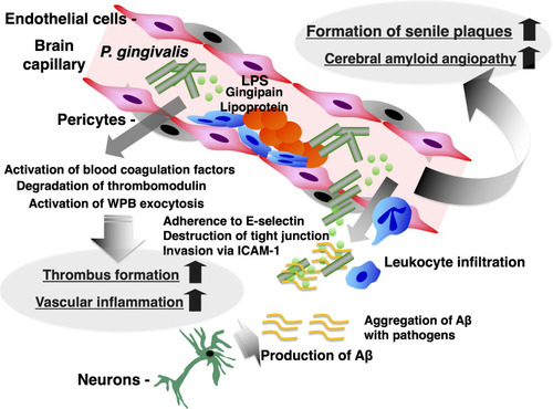 Figure 3 Induction of blood–brain barrier breakdown and amyloid deposition by P. gingivalis in cerebral blood capillaries.