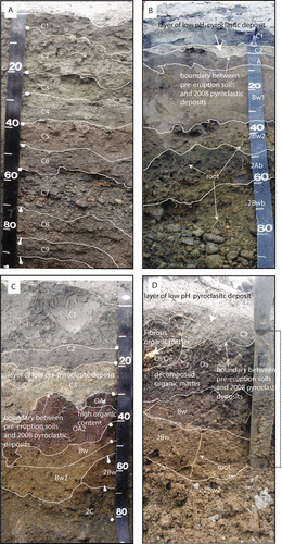 Figure 2 Field photos of selected 2009 characterization pits. (A) Horizon sequence for a profile without shallowly (<1 m) buried soils. (B–D) Profiles for pits in which shallowly buried soils were found. White lines demarcate distinctive horizons with differences in either color, texture, or material (CitationShoeneberger et al., 2002). At all sites with pre-eruptive soils in the profile, roots were seen throughout the soil sequence. (A) Typical sequence of the 2008 pyroclastic deposits found in pits without shallowly buried pre-eruption soils in the profile. Contact between the fine pyroclastic material and the coarse material below is seen at about 30 cm at this site (site 7). (B) Sequence of the 2008 pyroclastic deposits overlying the pre-eruptive soil along the former sea bluff, site 8. This site had a relatively smooth boundary between overlaying 2008 pyroclastic deposits and pre-eruptive soils. No organic horizons were identified at this site. Note that the zero mark of this tape is set at the boundary between the 2008 pyroclastic deposits and the underlying soils. The depth of the pyroclastic deposits was 11 cm. (C) Sequence of the 2008 pyroclastic deposits overlying the pre-eruptive soil along the south slope, site 6. Boundary with the overlying pyroclastic material is wavy; a discontinuous organic horizon is seen between 30 and 35 cm. (D) Sequence of the 2008 pyroclastic deposits overlying the pre-eruptive soils on the eastern slope, site 15. Fibrous and decomposed organic horizons are visible in the profile. The knife blade from shank to point of burial is 16.5 cm.