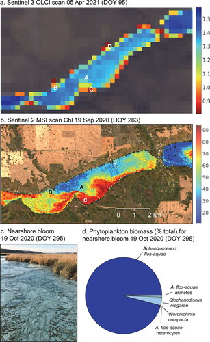 Figure 3. Satellite maps of cyanobacterial bloom occurrence on Pasqua Lake (central, eastern basins) and Echo Lake (western basin) in Saskatchewan, Canada. (a) Heat map of reflectance ratio Ref620 nm/Ref709 nm on 5 April 2021 as detected by Sentinel-3A/B OLCI sensor, corrected for cloud cover and adjacency effect. Hot (red) colors indicate maximal relative absorbance at 620 nm and potentially high concentrations of C-phycocyanin (e.g., Sites B, C, D), whereas cool (blue, green) colors show minimal absorbance at 620 nm and infer limited blue discoloration (Site A). (b) Heat map of surface water Chl concentrations in Pasqua Lake, 19 September 2020, as detected by Sentinel-2A/2B sensor. Hot (red) colors indicate elevated concentrations of Chl-a, whereas cool (blue, green) colors indicated low chlorophyll content (as μg/L). (c) Nearshore accumulation of decaying Aphanizomenon flos-aquae at outlet of Pasqua and Echo lakes, 19 October 2020. Photo courtesy of Aura Lee MacPherson. (d) Relative (%) total biomass of cells in surface 1 m sample from outlet of Pasqua and Echo lakes, 19 October 2020. See Supplementary material, Table S1, for details. DOY = calendar day of year. See Supplementary material, Figure S4, for spectral response of sampling points (A, B, C, D) acquired from an OLCI image on 5 April 2021.