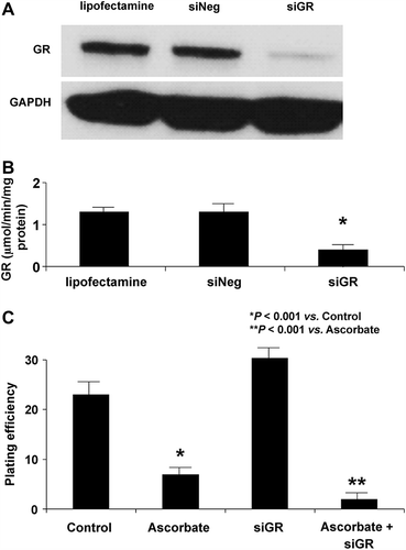 Figure 4. siRNA to GR enhances ascorbate-induced cytotoxicity. A. Cells were transfected with a siRNA against GR. The Western blot shows that GR protein was significantly decreased in siGR-transfected cells in comparison to controls. B. GR activity was decreased in cells treated with siGR compared to controls or cells treated with siNEG. C. MIA PaCa-2 cells were transfected with a siRNA against GR and treated with ascorbate (2 mM for 1 h) and clonogenic survival was determined. Treatment with siGR had little effect on clonogenic survival while cells treated with ascorbate showed a significant decrease in clonogenic survival, *P < 0.001 vs. control, means ± SEM, n = 3. Additionally, treatment with a combination of siGR and ascorbate enhanced ascorbate-induced cytotoxicity (**P < 0.001 vs. ascorbate, means ± SEM, n = 3).