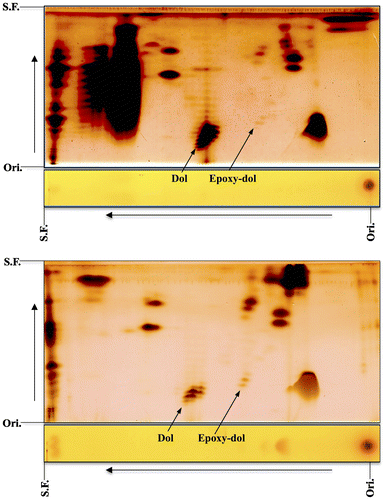 Figure 5. 2D-TLC of epoxypolyprenol from livers of Pacific bluefin tuna (upper) and skipjack tuna (lower). The first, toluene:ethylacetate (9:1); the second, acetone (once). Dol, dolichol; Epoxy-dol, epoxydolichol. Ori., origin; S.F., solvent front (Sagami and Shidoji unpublished data).