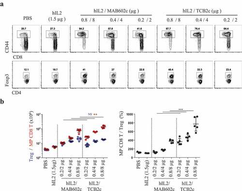 Figure 4. hIL-2/TCB2c has better in vivo efficacy than hIL-2/MAB602c