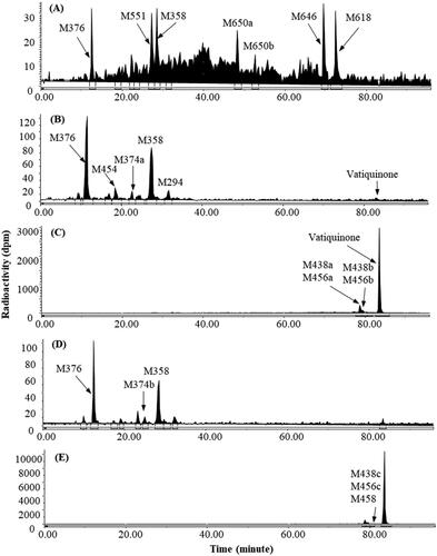 Figure 3. Representative HPLC radio-chromatograms 0–48 h bile (A), 0–72 h urine (B), and 0–48 h faeces (C) from bile-duct cannulated rats, and 0–48 h urine (D) and 0–48 h faeces (E) from intact rats following a single 300 mg/kg oral dose of 14C-vatiquinone.