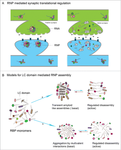 Figure 3. LC domain mediated RNP assembly in neuronal translational control (A) In the resting state, RNPs formed by interaction of individual RBPs and RNAs, sequester the RNA within RNPs in a translationally repressed state. Upon activity, the RNP disassembles leading to release of suppression resulting in translation of mRNAs with key synaptic functions (B) Models for LC mediated RNP assembly in neurons: in the resting state of synapses, individual RBPs interact by virtue of LC domains that are intrinsically disordered and form either a) transient and reversible amyloid like assemblies or b) reversible aggregates that are formed as result of weak multivalent interactions between LC domains.