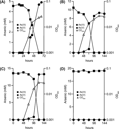 Fig. 2. Growth and arsenite oxidation by strain KGO-5 under autotrophic conditions.Note: Arsenite was added to the minimal medium at 5 mM (A), 10 mM (B), 15 mM (C), and 20 mM (D).