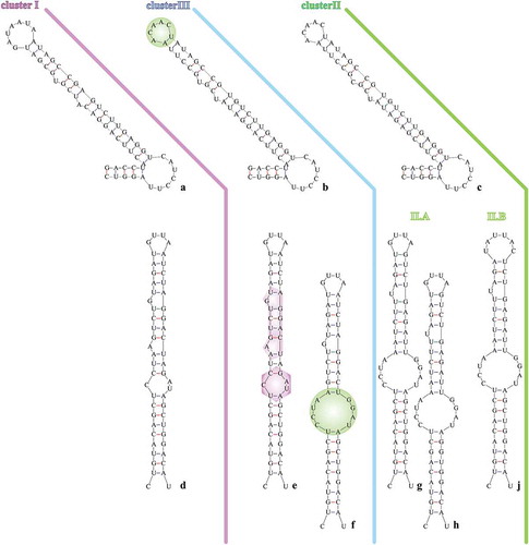 Fig. 12. a–c: secondary structure of D1-D1’ helix of Arthrospira strains belonging to phylogenetic clusters I, II, and III, respectively; d, e, g, j: secondary structure of box-B helix of Arthrospira strains belonging to phylogenetic cluster I, III, II.A and II.B respectively; f & h: secondary structure of box-B of Arthrospira sp. PCC 9901 (enlisted into phylogenetic cluster III) and Arthrospira sp. Nigrita C1 (enlisted into phylogenetic cluster II.A), respectively.