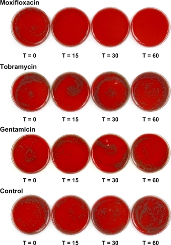 Figure 2 Photographs of Streptococcus pneumoniae (MCC 40211) grown on blood agar plates after exposure to 1:1000 dilutions of moxifloxacin (5 μg/mL), tobramycin (3 μg/mL), gentamicin (3 μg/mL), and water control.