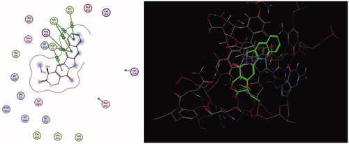Figure 7. Ligand interaction representation (left) of camptothecin with human topo I–DNA complex and the corresponding 3D form (right).