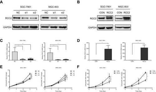 Figure 2 RCC2 knockdown inhibits cell proliferation. (A, B) RCC2 protein expression was downregulated or upregulated after RCC2 siRNAs or RCC2 vector transfection, respectively, compared to that after NC siRNA or control vector transfection in SGC-7901 and MGC-803 cells. (C, D) RCC2 mRNA was downregulated or upregulated after RCC2 siRNAs or RCC2 vector transfection, respectively, in SGC-7901 and MGC-803 cells. *P<0.05. (E, F) RCC2 knockdown inhibited cell growth in SGC-7901 and MGC-803 cells, while RCC2 overexpression promoted cell growth in SGC-7901 and MGC-803 cells. *P<0.05.